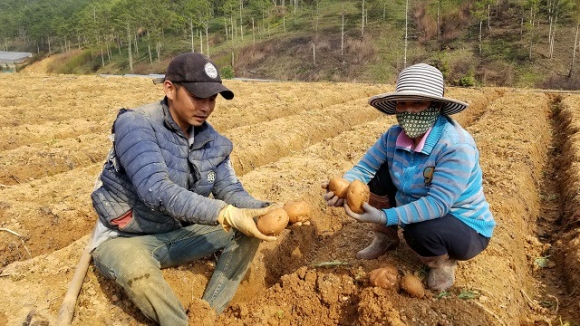 Sốc: 578 tấn khoai tây Trung Quốc nhập về Đà Lạt chỉ trong 90 ngày