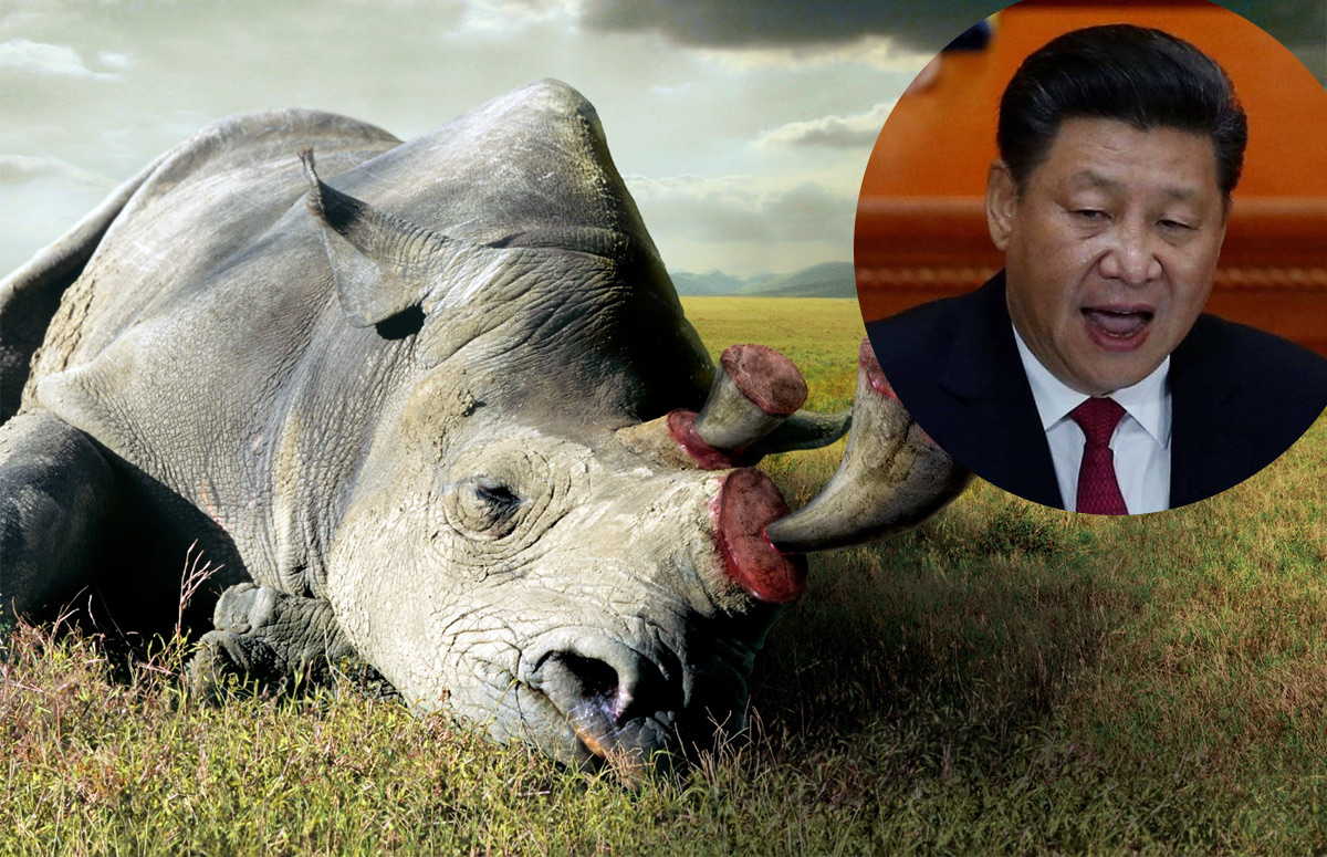 Nhằm giữ chân người giàu ở lại Trung Quốc, Chủ tịch Tập cho phép sử dụng sừng tê giác và cao hổ sau 25 năm cấm đoán